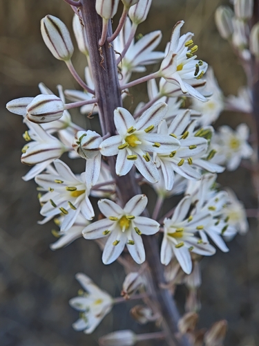 sea squill