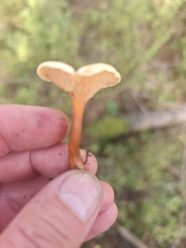 False Chanterelle