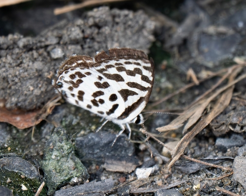 Common Pierrot