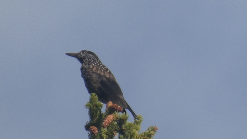 Northern Nutcracker