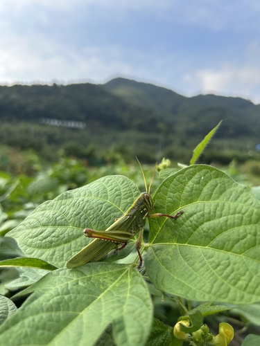 Large Green Grasshopper