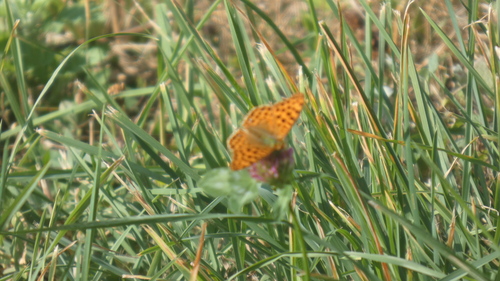 Queen of Spain Fritillary