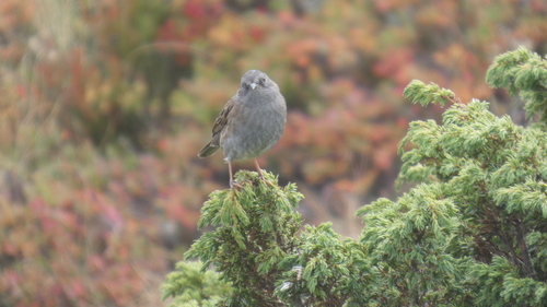 Dunnock