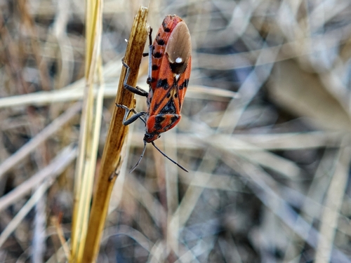 Indian Milkweed Bug