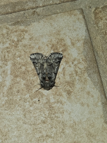 Pine Processionary-moth