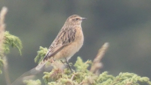 Whinchat