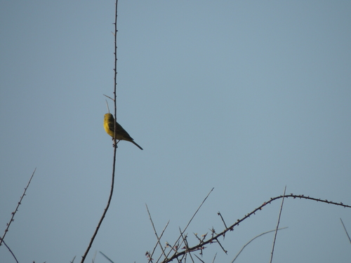Brimstone Canary