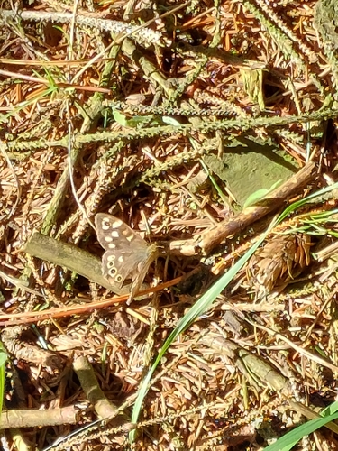 Speckled Wood