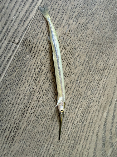 Asian Pencil Halfbeak