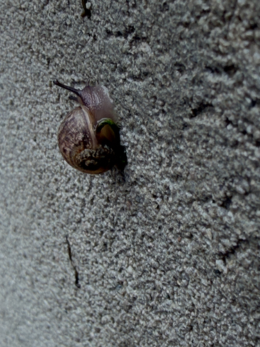 Garden Snail