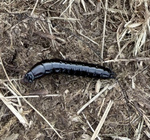 Worm and Slug Hunters