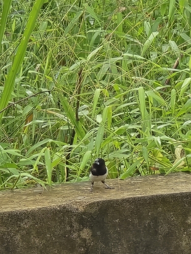 White-rumped Munia