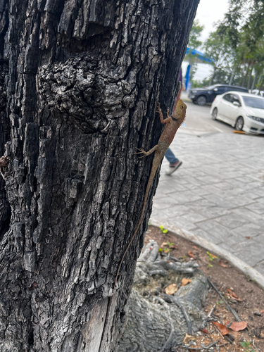 Thai Garden Lizard