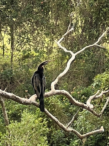 Australasian Darter