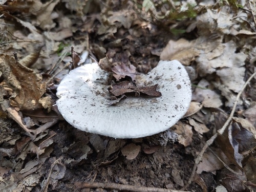 Green Russula