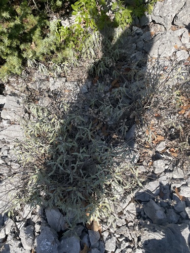 garden sage