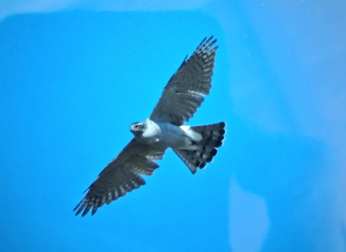 Eurasian Goshawk