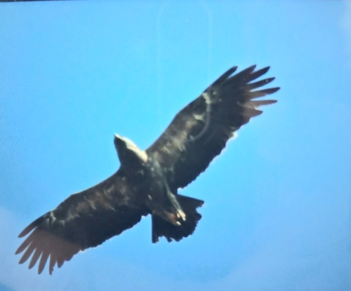Lesser Spotted Eagle