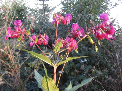 Himalayan balsam