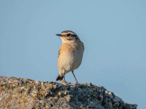 Whinchat