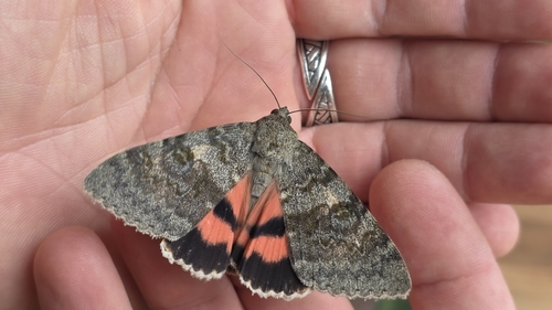 French Red Underwing