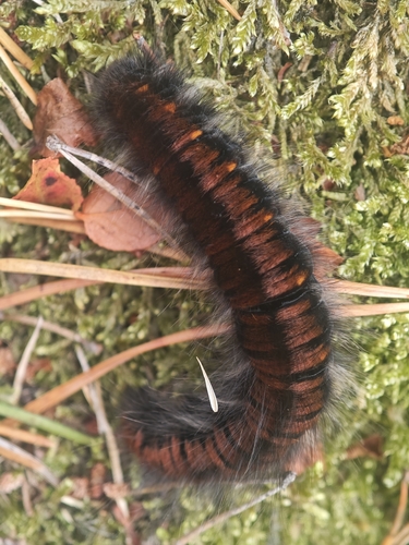 Fox Moth
