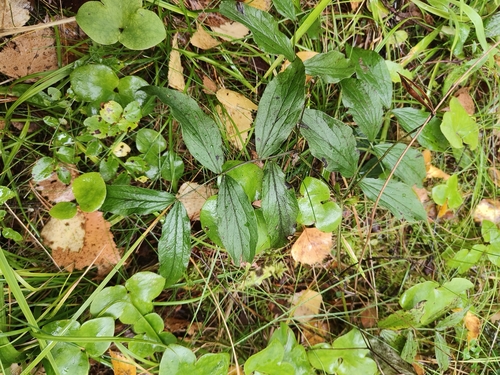 spring vetch