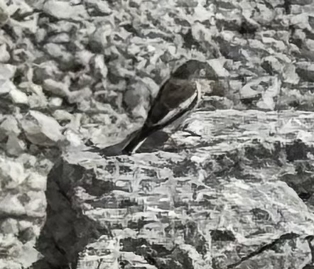 White-winged Snowfinch