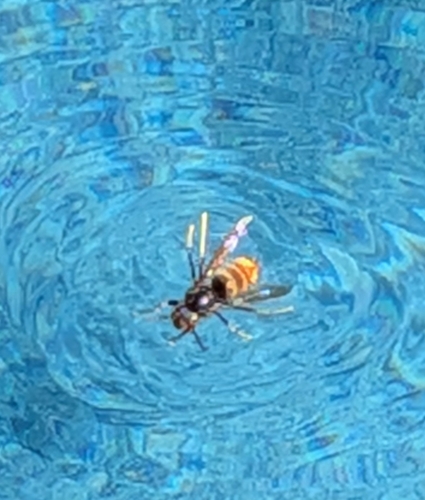Yellow-legged Hornet