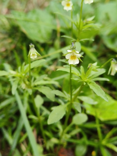 European field pansy