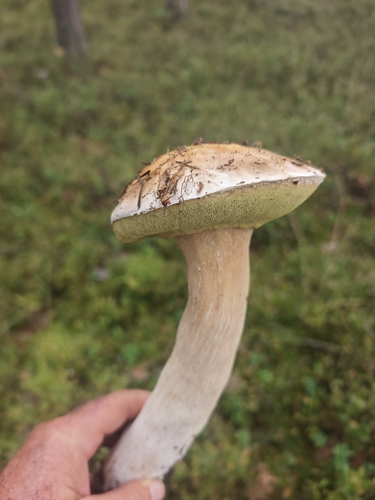 King Bolete