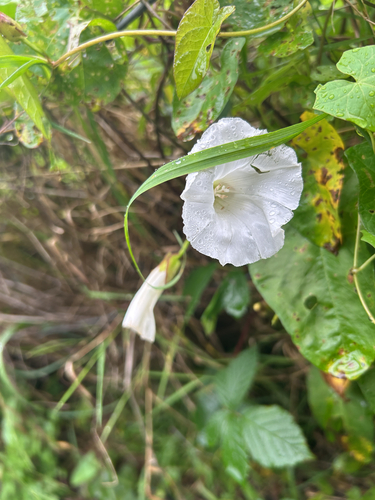 hedge bindweed