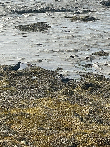 Hooded Crow