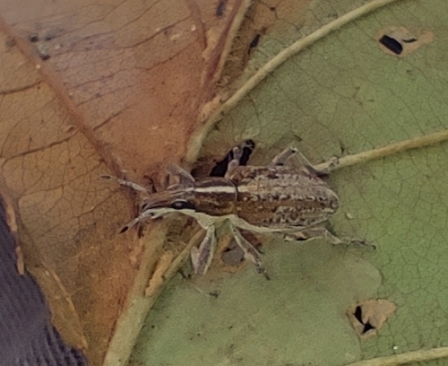 Charagmus gressorius