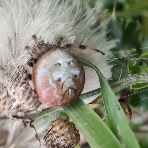 Four-spot Orbweaver