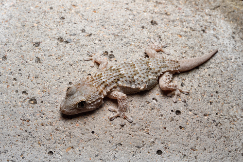 Moorish Gecko