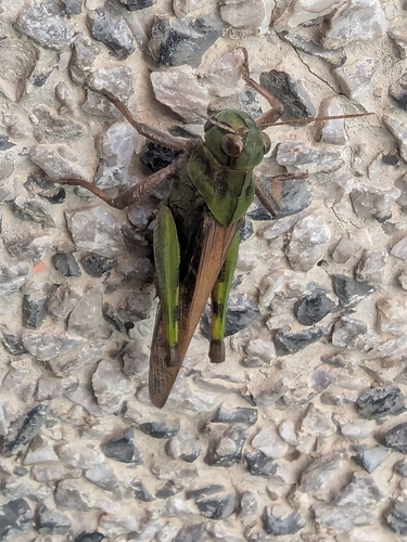 Migratory Locust