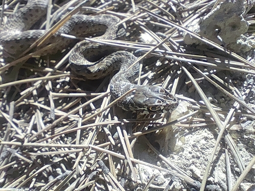 Western Montpellier Snake