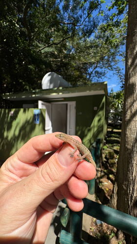 Spotted House Gecko