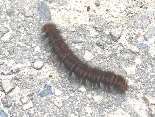 Fox Moth