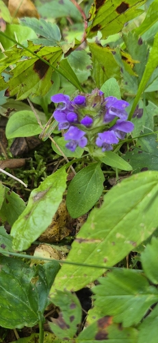 common selfheal