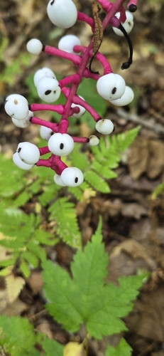 white baneberry