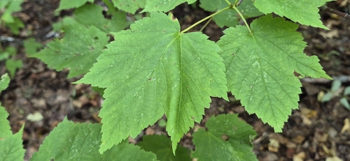 Mountain Maple