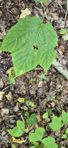 striped maple