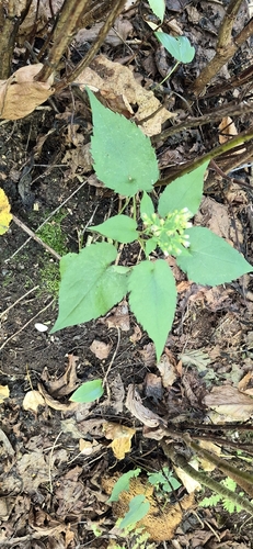 Common Blue Wood Aster