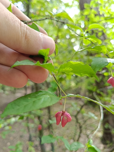Warty-barked Spindle