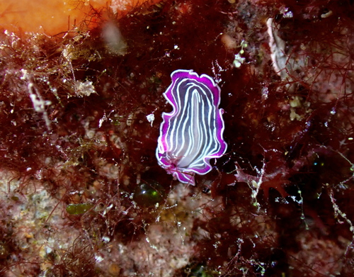 Pink Flatworm