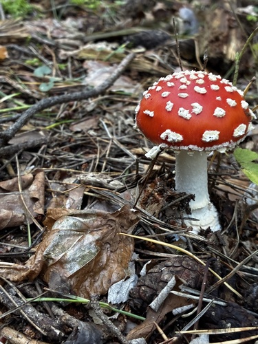 Fly Agaric