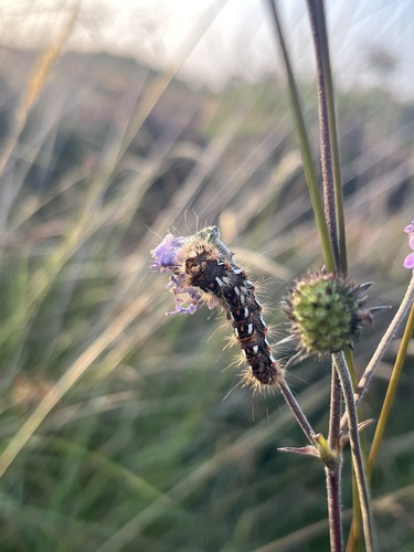 Knot Grass Moth