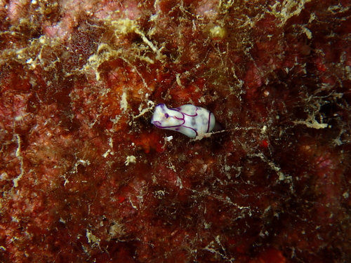 Lamprohaminoea ovalis